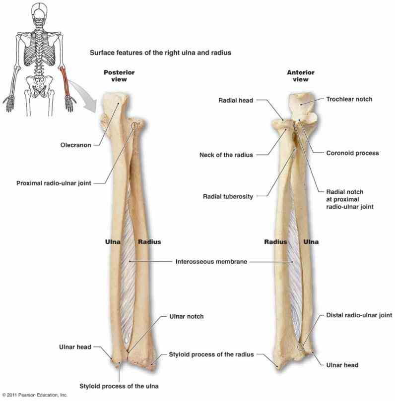 Labelled Radius Bone / Anatomy | Specific Bony Features of the Radius