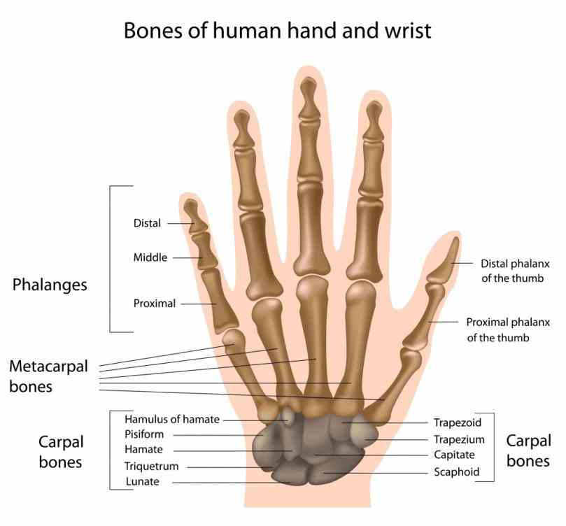 Anatomy Of The Thumb Ligaments Pictures Wallpapers