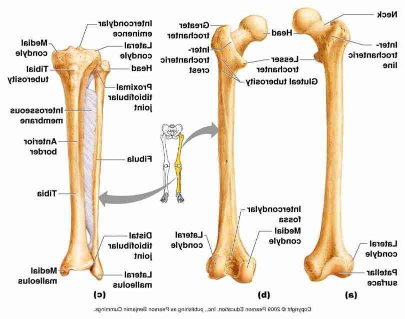 two largest tarsal bones