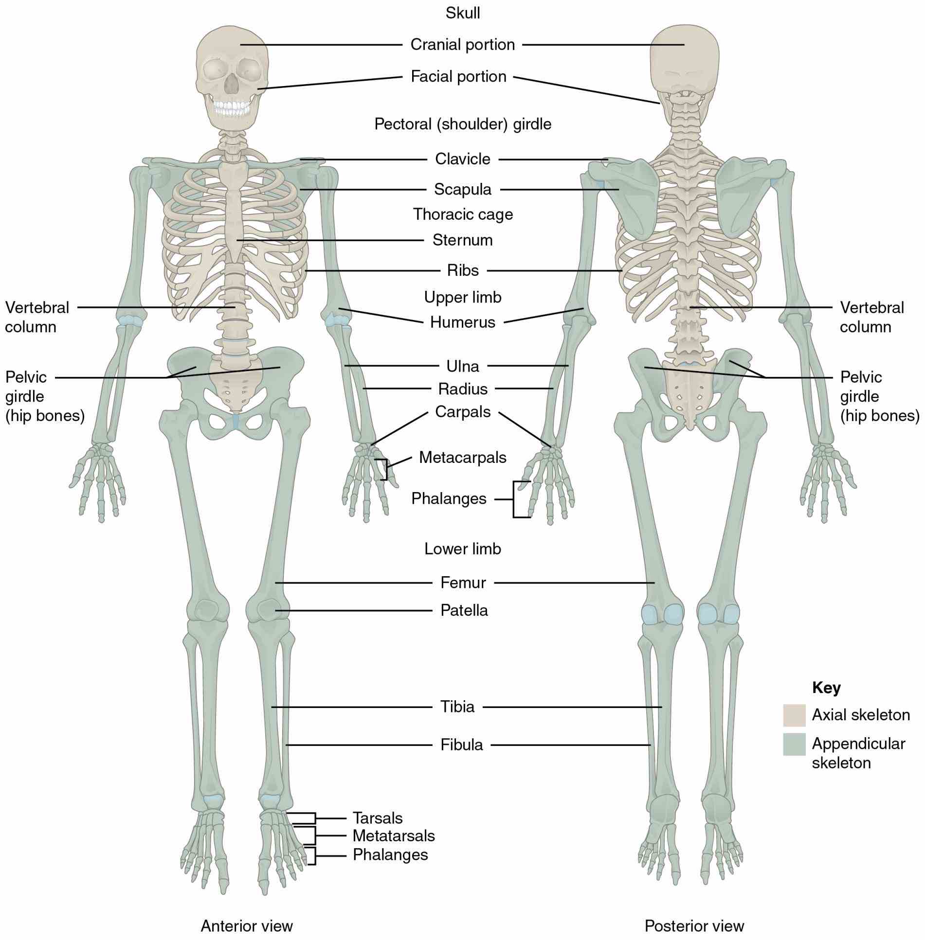 Major Bones Of The Human Skeleton Anatomy nov according to st louis universitys practical anatomy and surgical education center