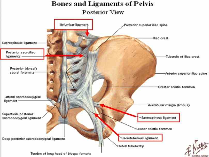 Muscles And Ligaments Of The Hip hip strain occurs when one of the muscles supporting joint is sports hernia
