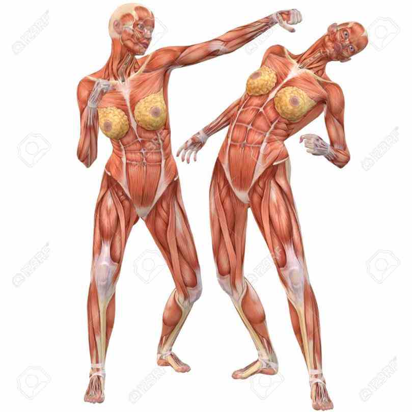 Muscles anatomy stock photo female human and muscles diagram of the body muscles Anatomy Of The Human Muscles and
