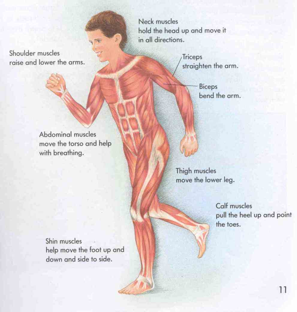 Muscular System Organs And Their Functions muscular system is an organ consisting of skeletal smooth and cardiac muscles there