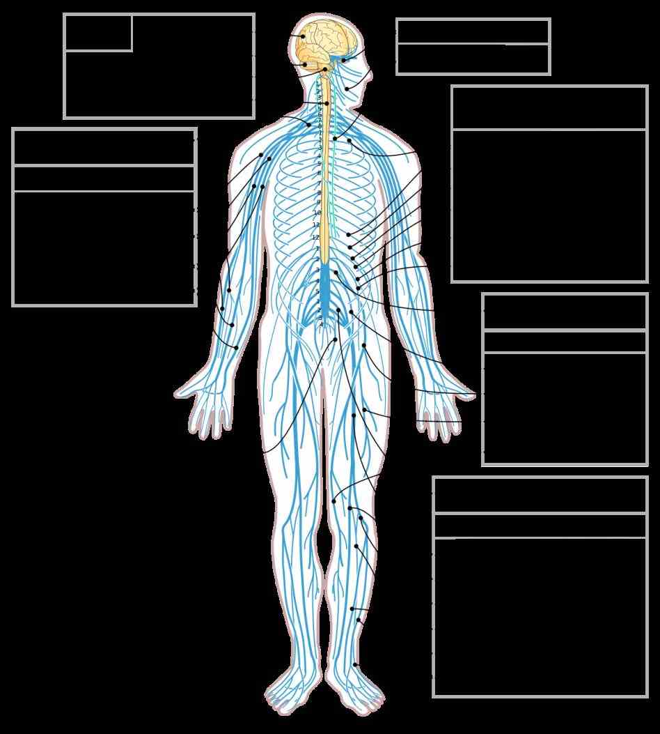 Nerves In The Human Body body video index · science videos main a nerve or neuron is specialized cell