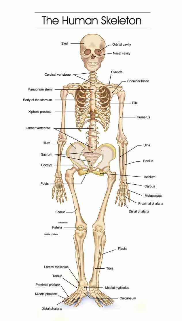 Anatomy Of Bones In Human Skeleton Pictures Wallpapers
