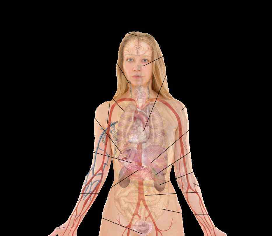 Of Human Body Organs of human body organs picture organ Images Of Human Body Organs anatomy wikipedia diagram human