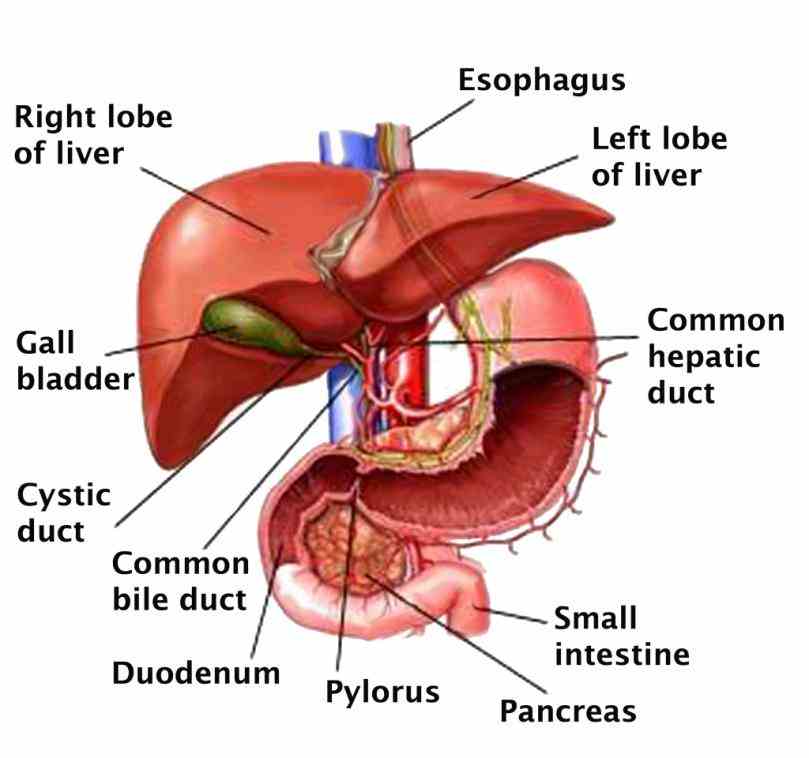 Of The Body Liver abr consumer information about the liver largest gland in body anatomy and function index article 