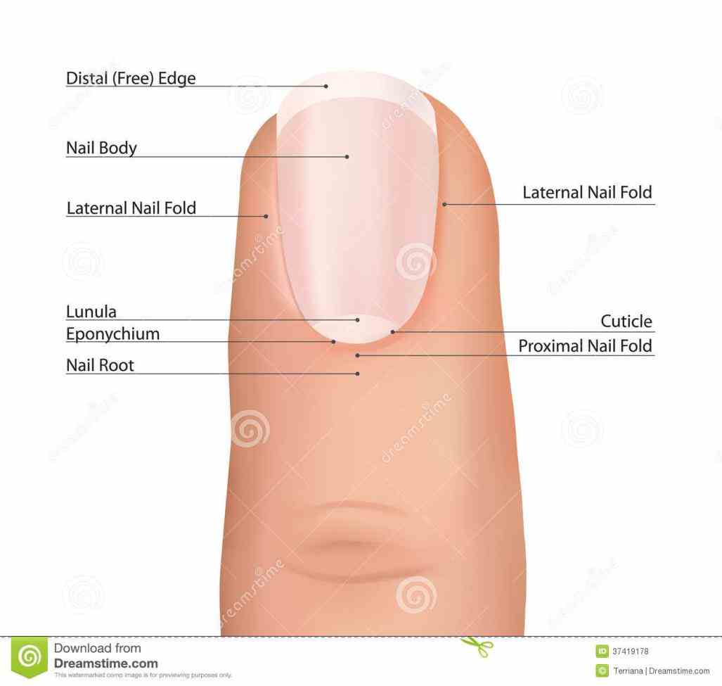 Anatomy Of The Fingernail Pictures Wallpapers