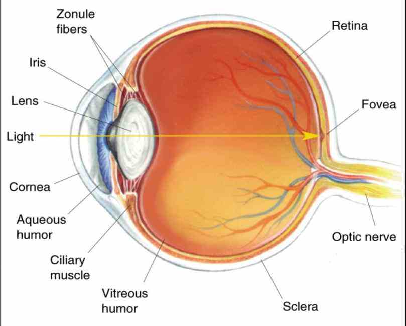 Of The Human Eye of the human eye and function labeled health medicine anatomy reference human Diagram Of The