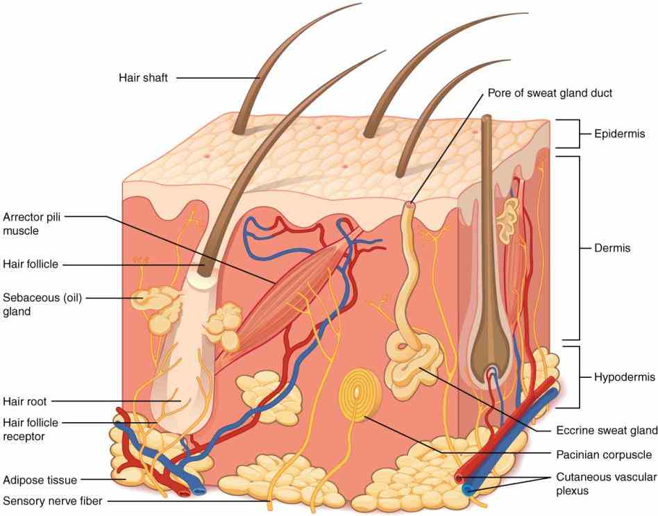 Of The Integumentary System major organ of integumentary system and largest in body is skin primary function to help