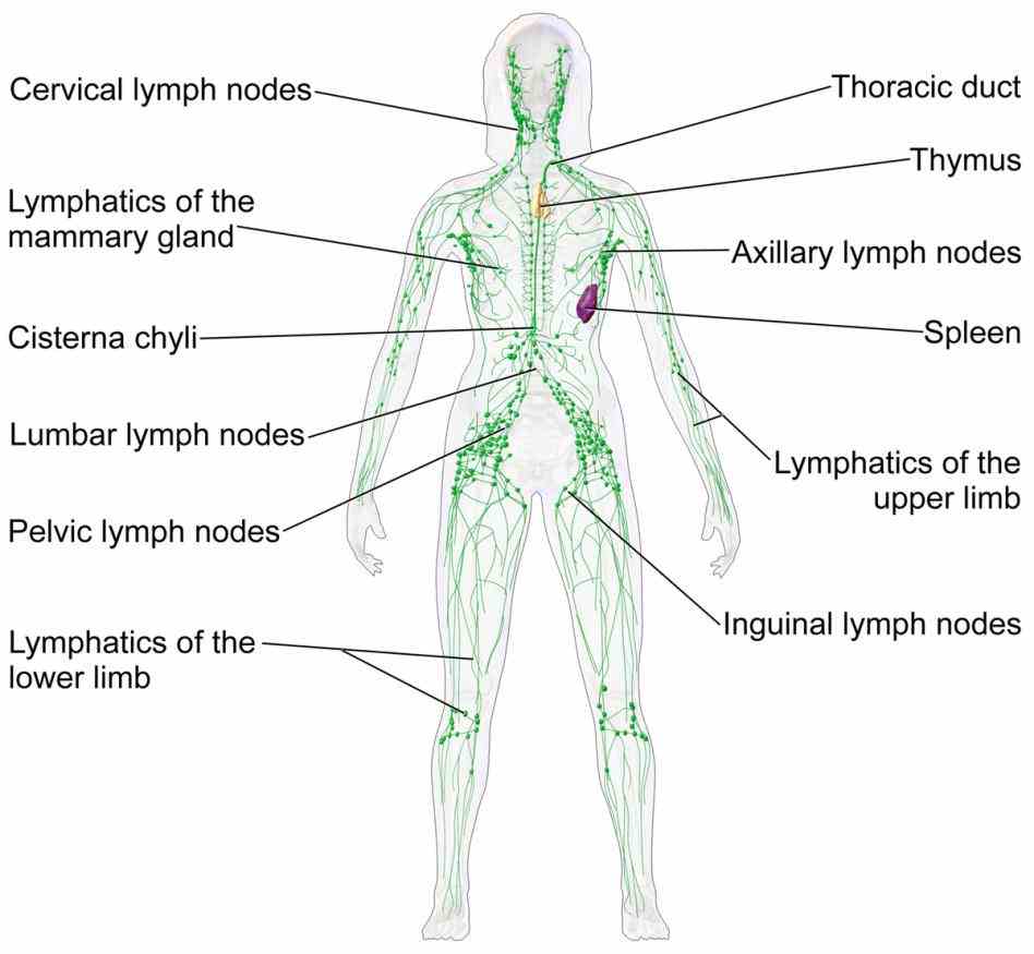 Parts Of The Lymphatic System And Their Functions mar the primary function of lymphatic system is to transport lymph