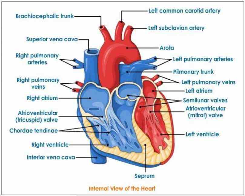 Pictures Of The Heart With Labels heart diagram anatomy or picture help to detect the different part of if