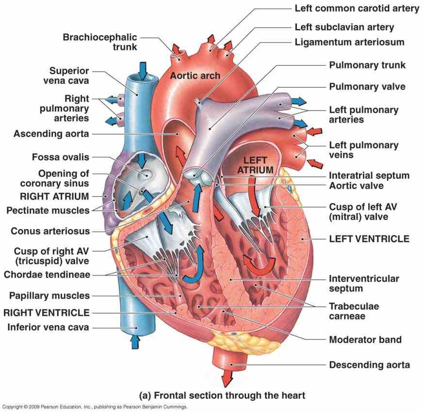 Pictures Of The Heart With Labels mar human heart pictures with labels diagram of the anatomy photo of  human