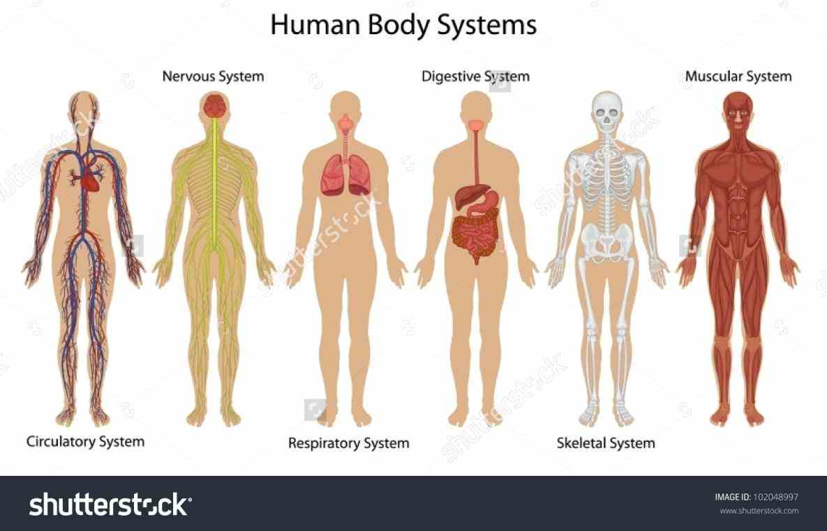 Pictures Of The Human Body Organ Systems Pictures Wallpapers