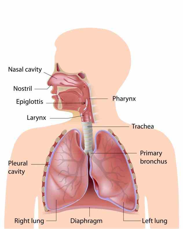Pulmonary System more about functional anatomy of the respiratory system in boundless open textbook include lungs airways and respiratory 