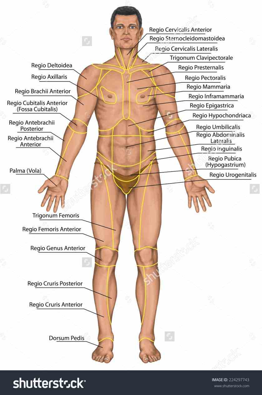 Regions Of The Body Anatomy studying anatomical terms body regions learn vocabulary and more with flashcards games other study
