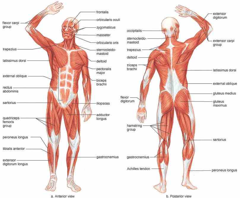 Skeletal Muscles purchase this dvd please visit httpwwwgreatpacificmediacom segment from the program muscular in Anatomy Of Skeletal Muscles vertebrates
