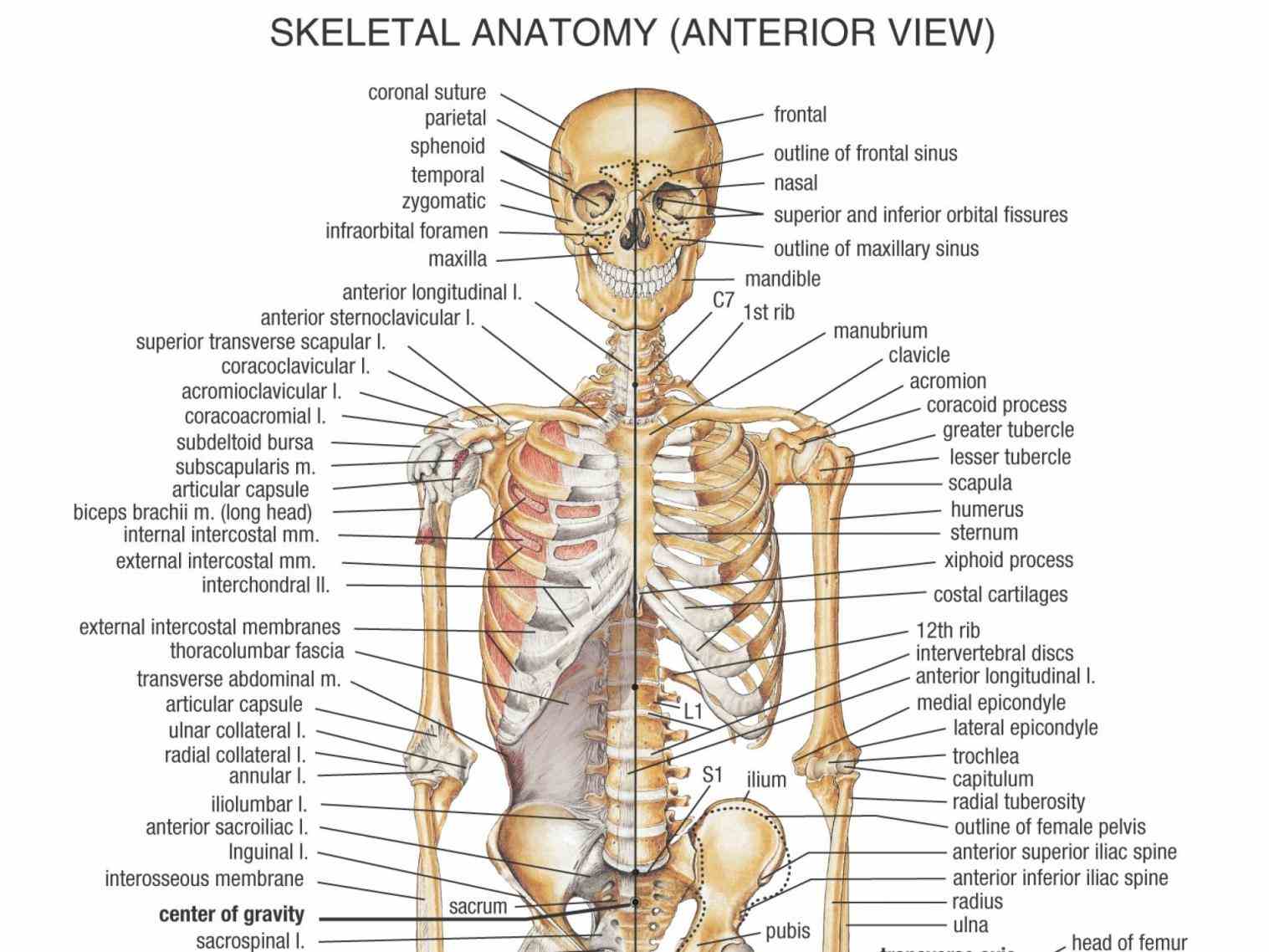 Skeleton jul the structural peculiarities of human skeleton give beings basic anatomy bones and joints see the  de Anatomy