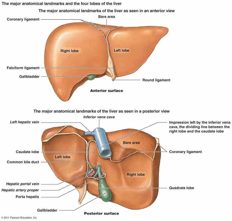 System Anatomy human digestive system consists primarily of tract or series besides many minute glands that secrete saliva there