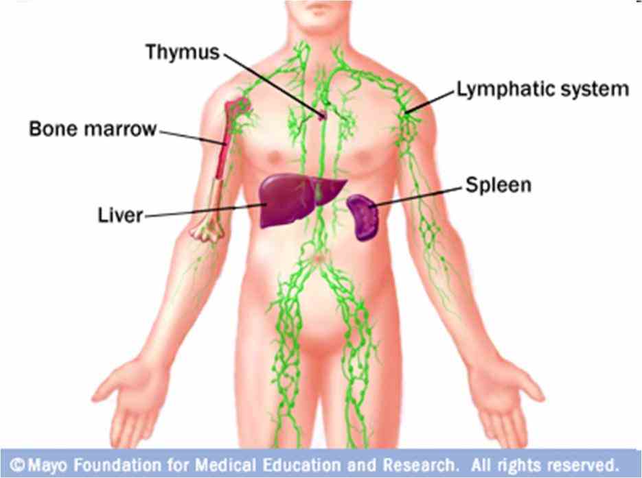 System Function And Organs jun the immune system is very complex it made up of several types organs and