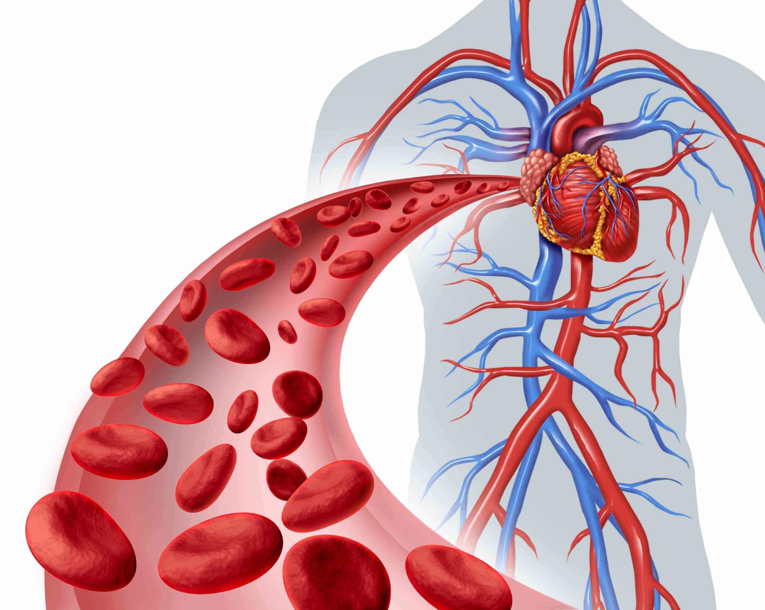 System ago the cardiovascular system consists of heart which is an anatomical pump with its intricate conduits arteries veins