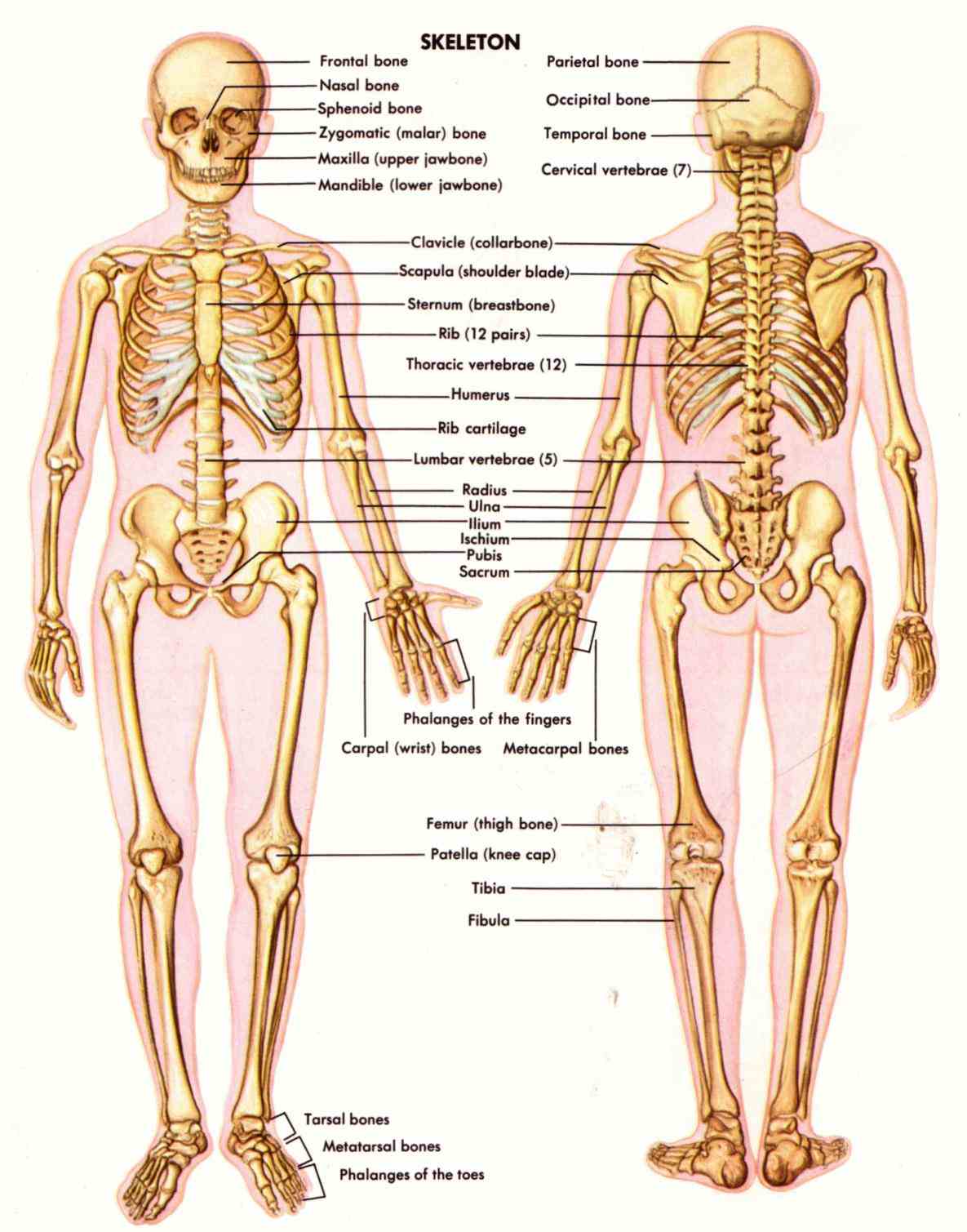 System fev human skeletal system the internal skeleton that serves as a framework for body this consists of many