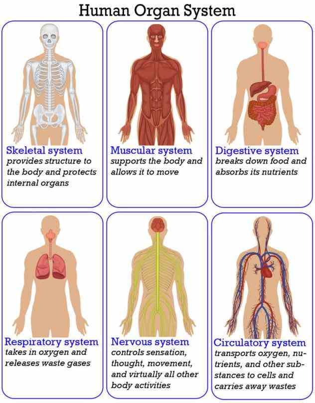Systems learn the names of your organ systems organs that each system is made description show us what youre