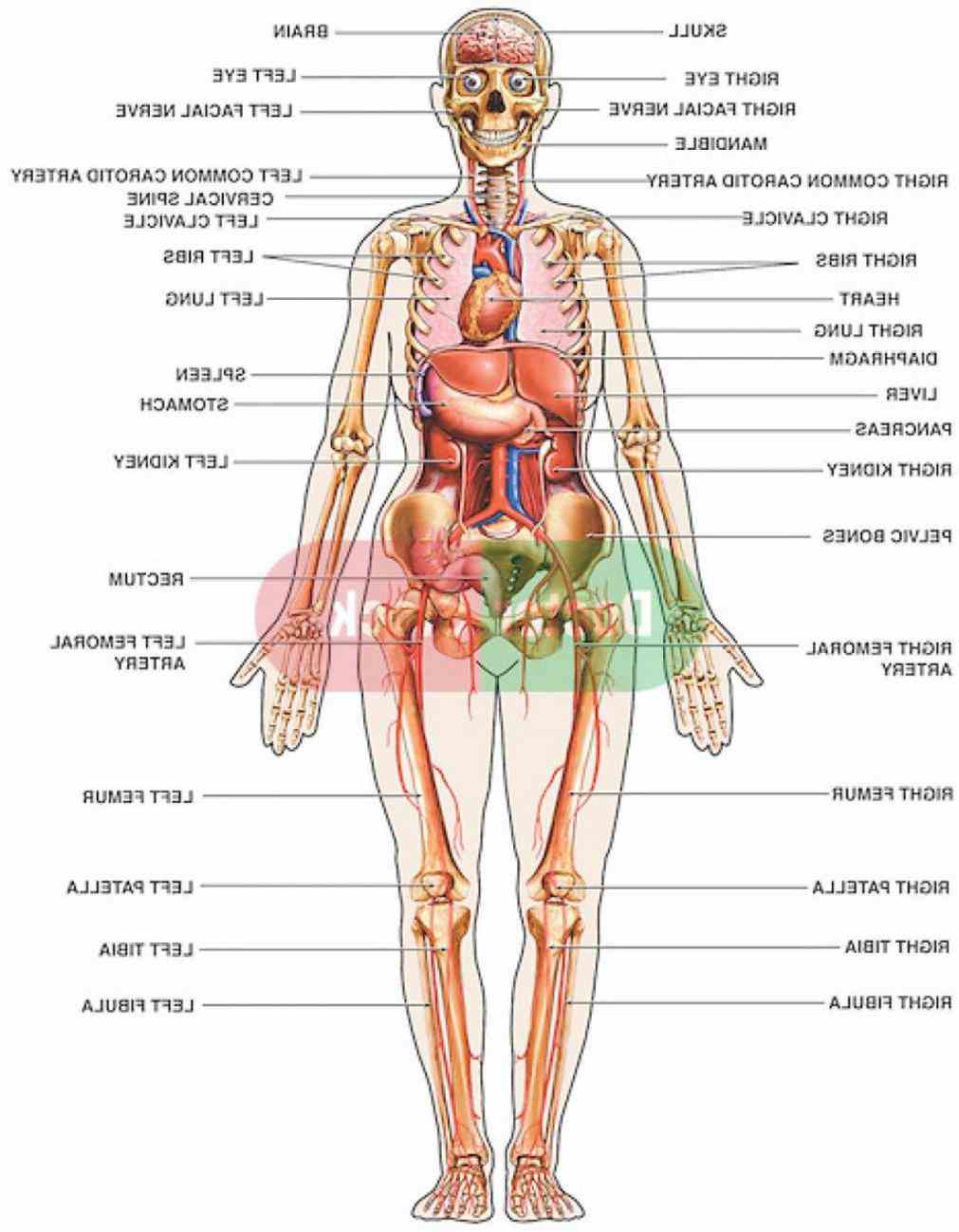 The Body Diagram Anatomy external body parts diagram part of female reproductive system external External Parts Of The Body