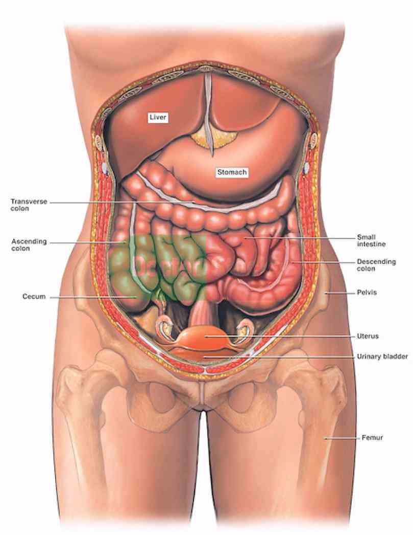 The Body female reproductive system allows for nurturing of a fertilized egg so that it may develop into fetus