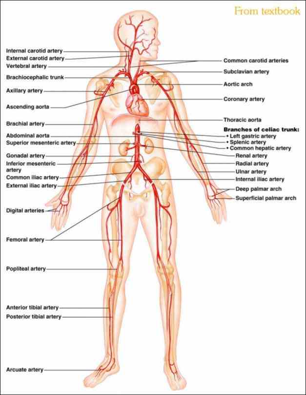 The Body tutorial that shows the names and locations of major systemic arteries using interactive animations diagrams de Labeled