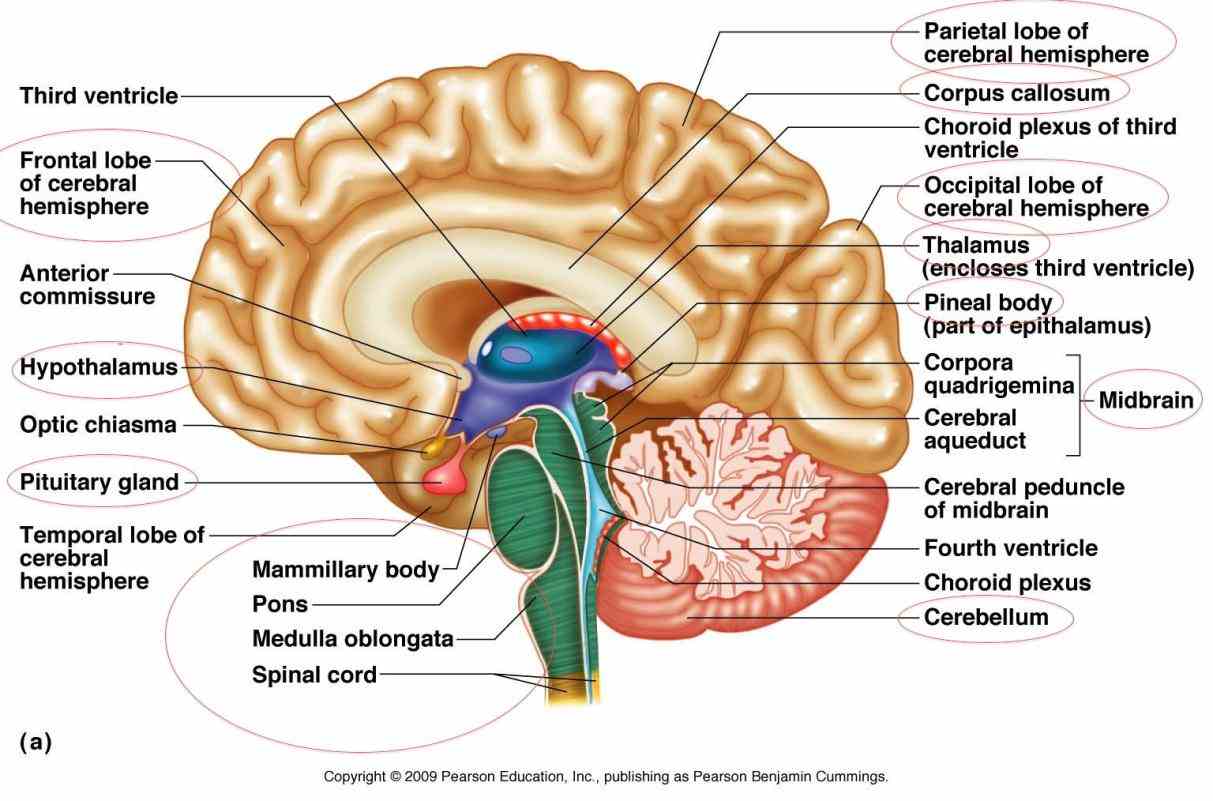 The Brain exercises memory help alzheimers information brainwaves books puzzles bragdon gamon research and concentration brain  again Labeled Areas