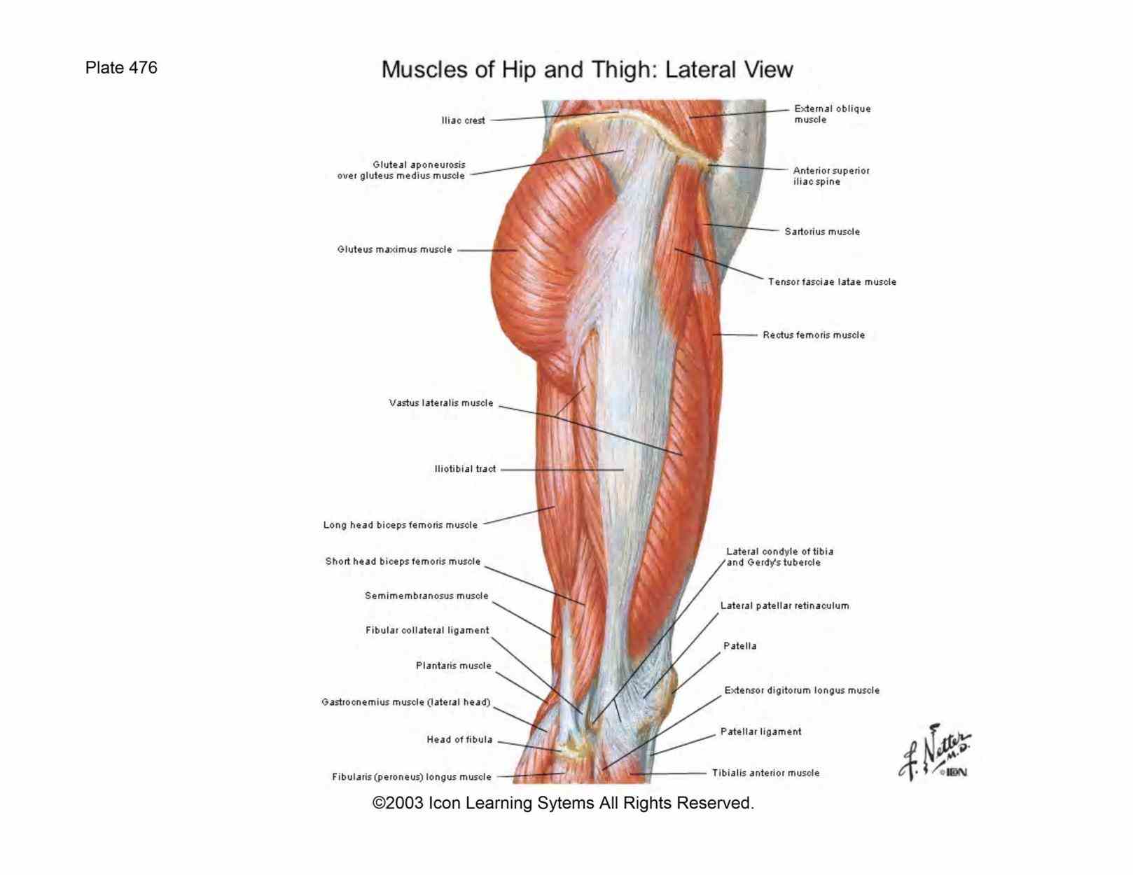 The Gluteal Region the cutaneous nerves you are cutting through as skin gluteal region can identify these branches of