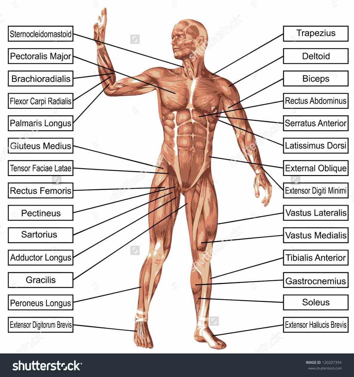 The Human Body video is for educational purposes only!!! we are looking at normans model muscles in muscles Muscle