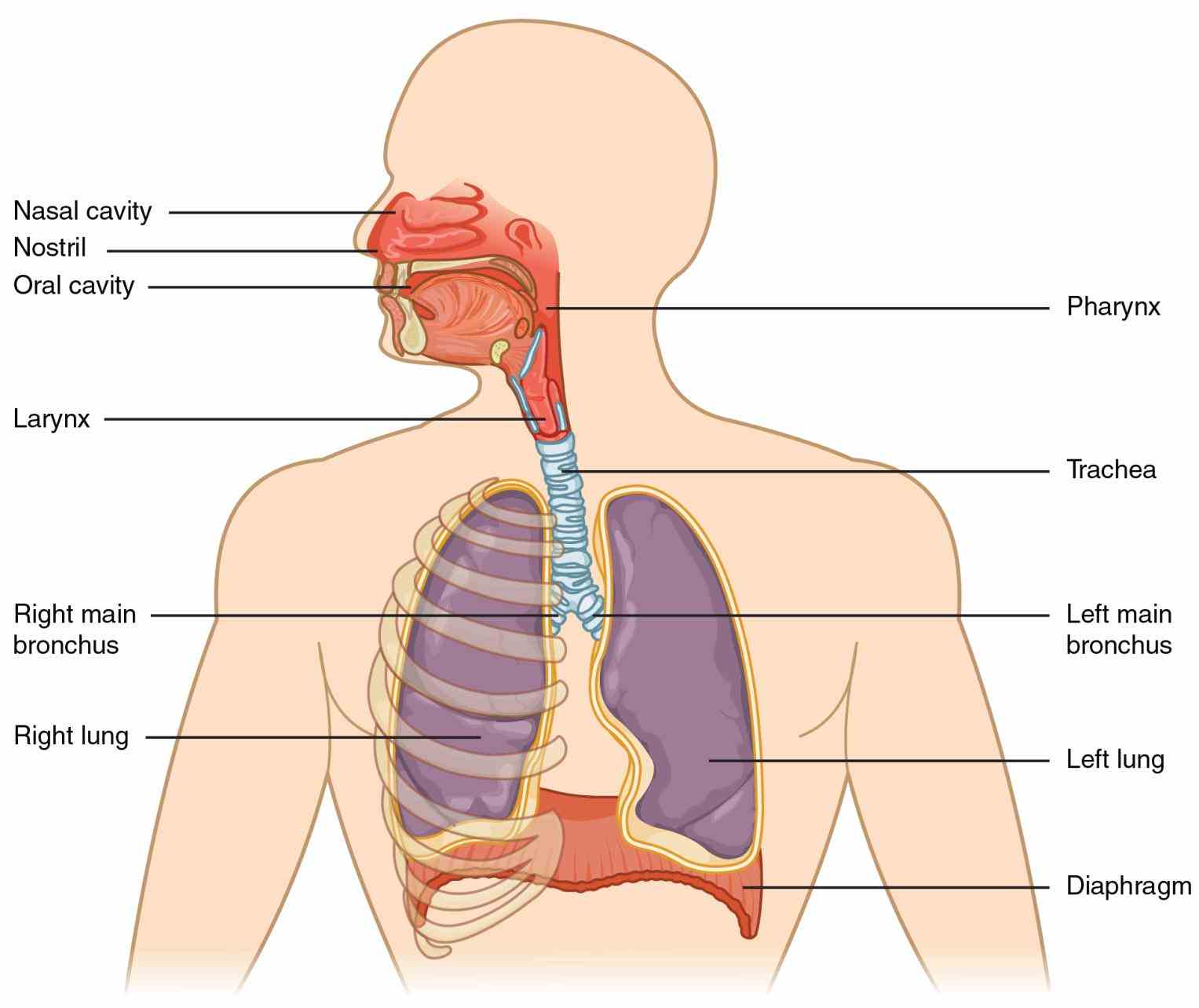 The Organs In The Digestive System organs the salivary glands liver gallbladder and pancreas are not part of digestive