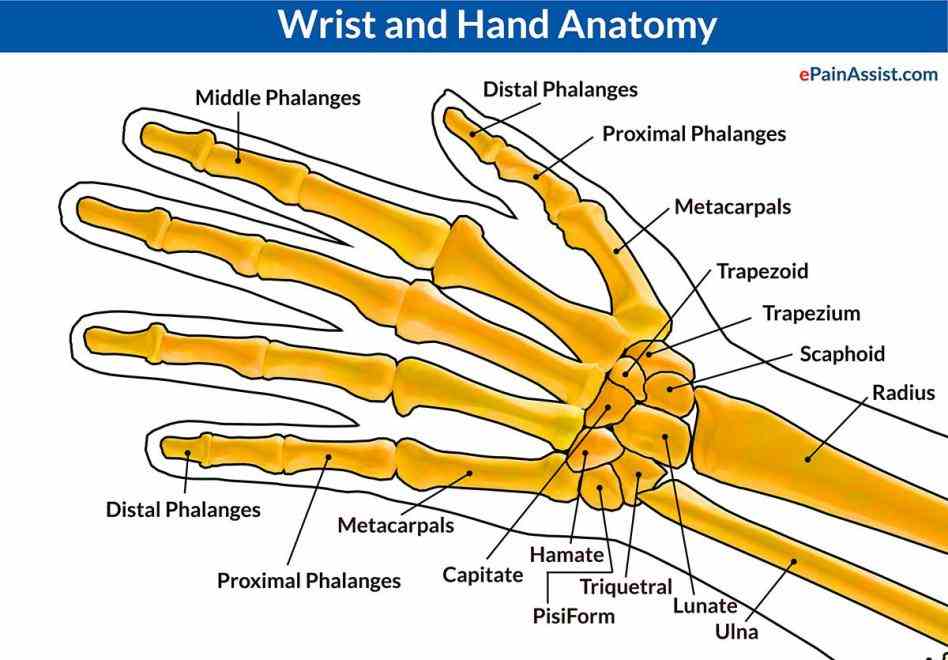 The Wrist Joint and learn about the wrist joint with our d interactive anatomy atlas the Anatomy Of The