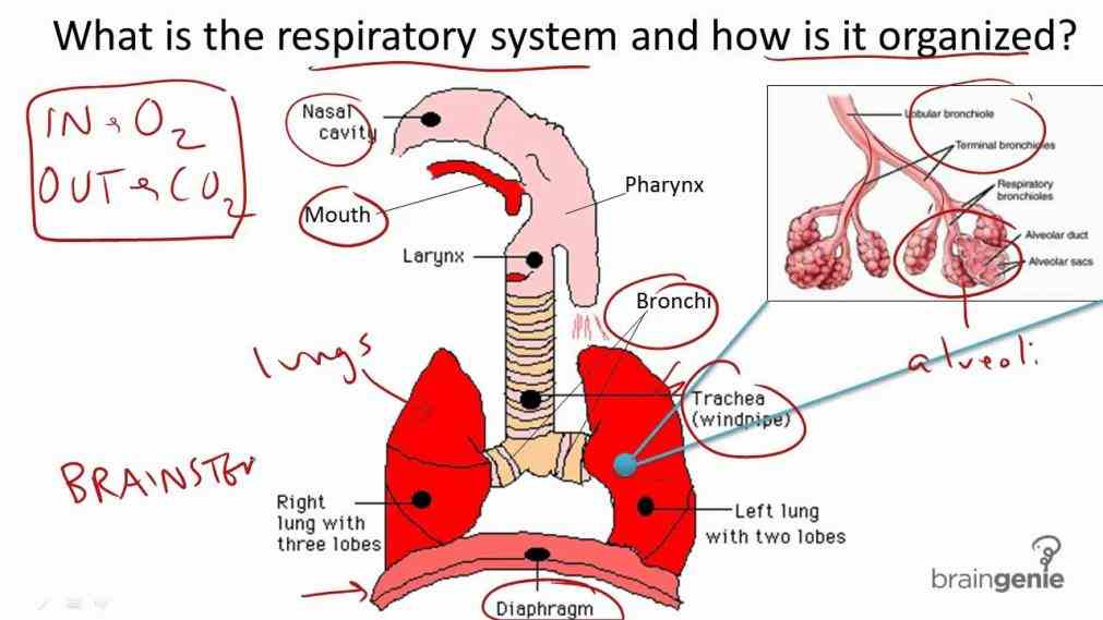 Their Function mai the respiratory system is divided into two parts inhalation and exhalation are involuntary therefore their control