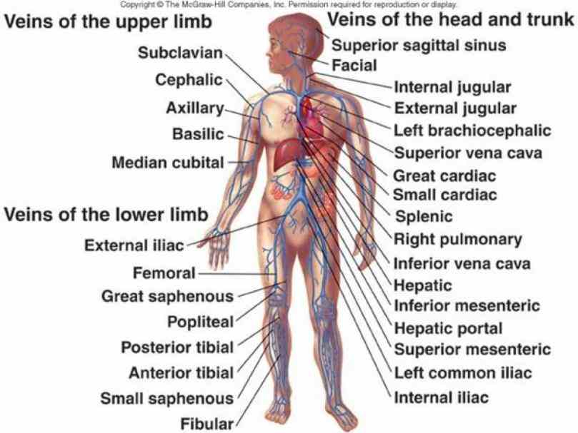 Veins are blood vessels that carry away from the heart while most anatomy of can be separated into gross