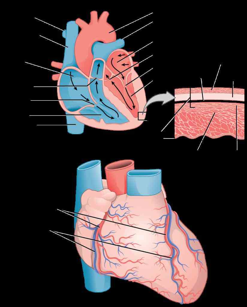 Vessels In The Heart and inferior vena cava returns deoxygenated blood back to the heart from body pulmonary artery