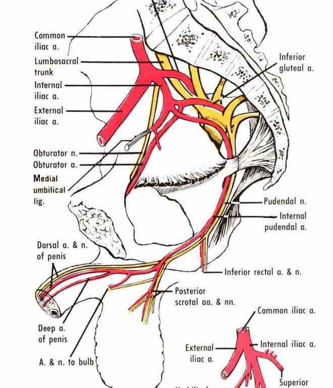 Iliac Artery Diagram