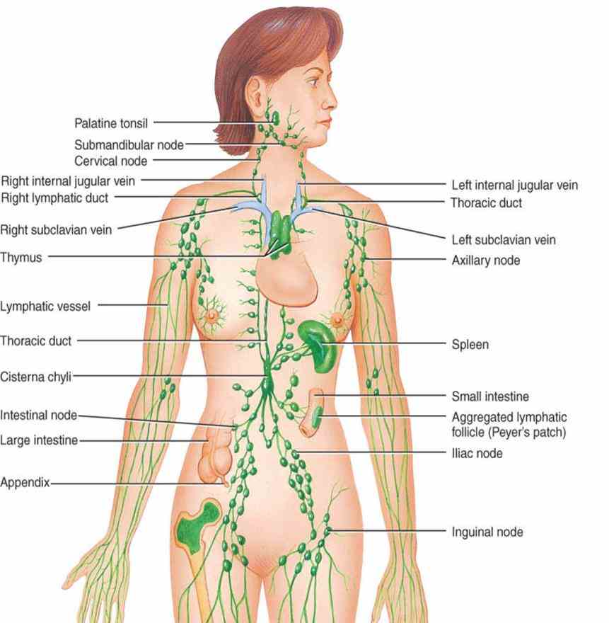 Parts Of The Lymphatic System And Their Functions Pictures Wallpapers