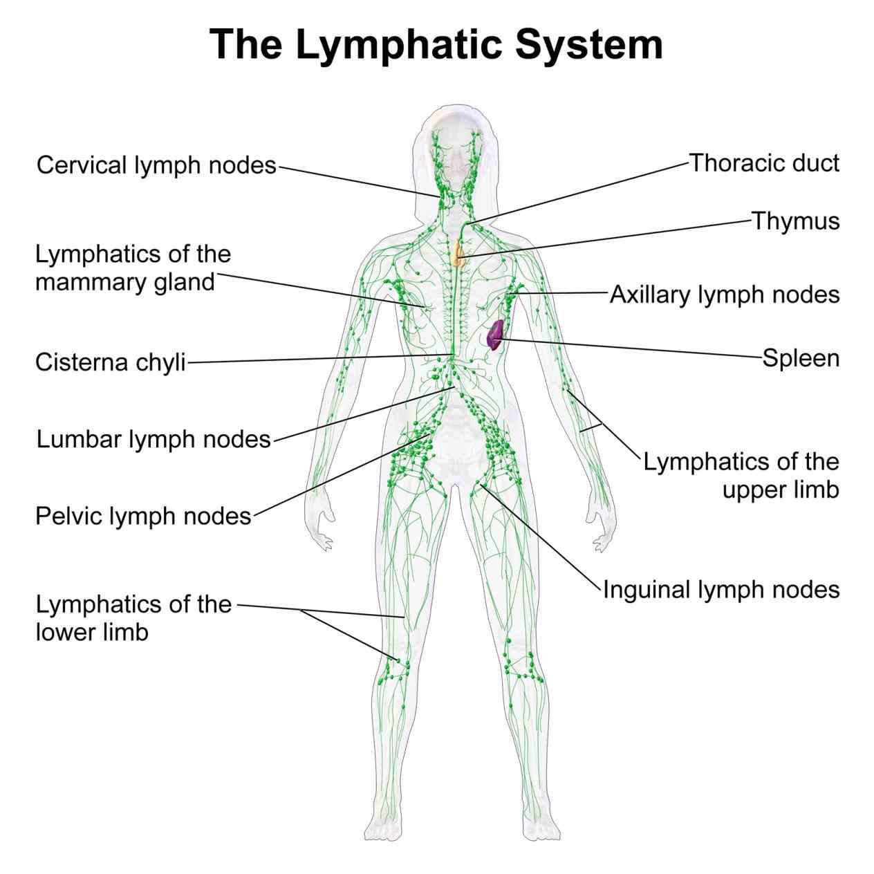 Parts Of The Lymphatic System And Their Functions Pictures Wallpapers
