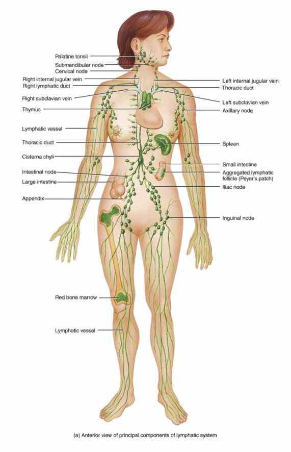 a  see Female Lymphatic System Anatomy Diagram a rich collection of stock images vectors or photos for lymphatic system
