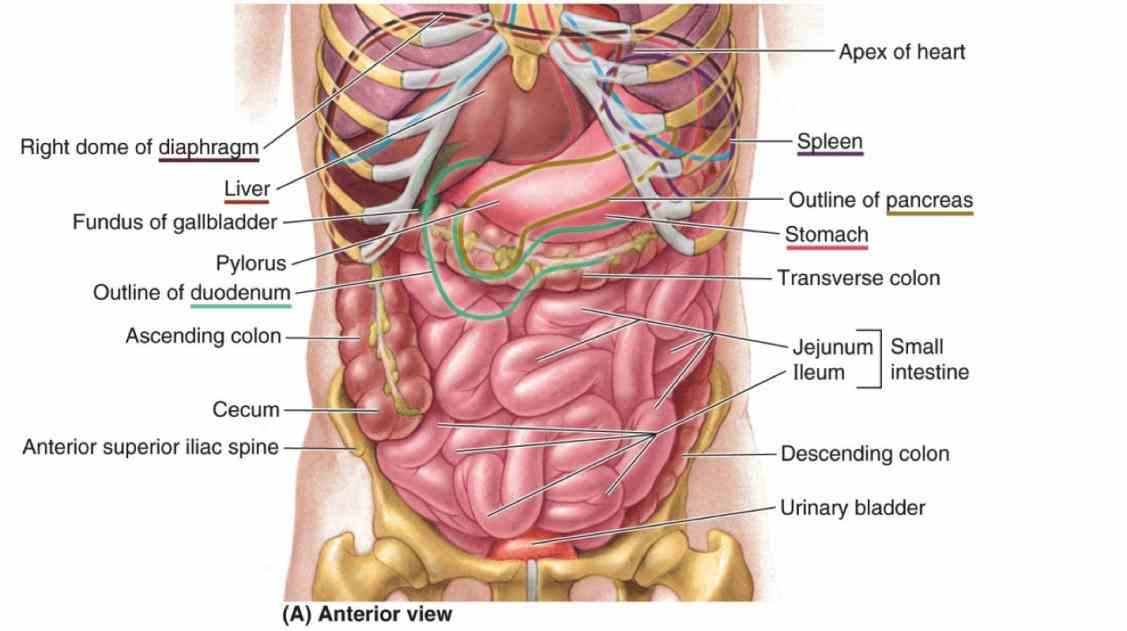 Abdominal Cavity Anatomy Pictures Wallpapers