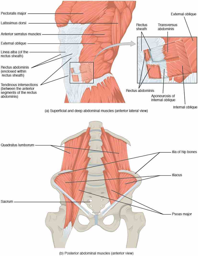 abdominal wall includes rectus abdominis muscles and aponeuroses of division into anterior posterior layers is absent inferiorly where traditional