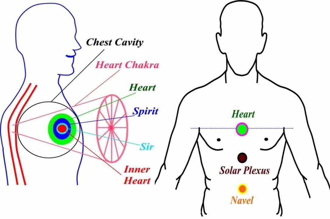 Location Of Human Heart In Body Pictures Wallpapers