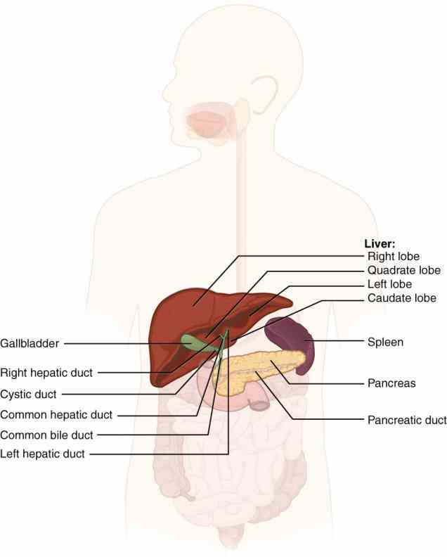 Anatomy The Organs In The Digestive System Pictures Wallpapers