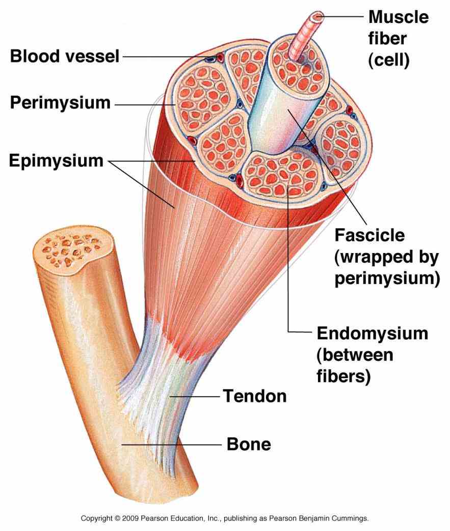 Anatomy Of Muscle Tissue Pictures Wallpapers