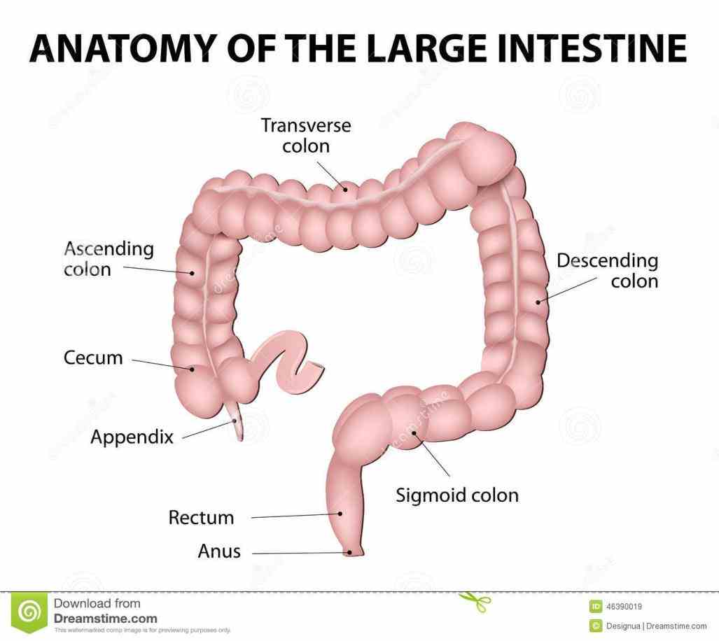 Anatomy Of The Large Intestine Pictures Wallpapers