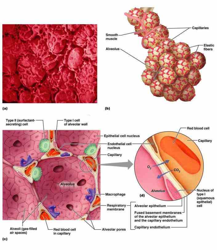 Epithelial Tissue In The Respiratory System Pictures Wallpapers