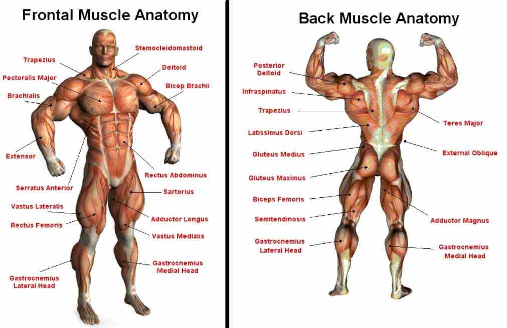 All The Muscles In The Human Body Pictures Wallpapers